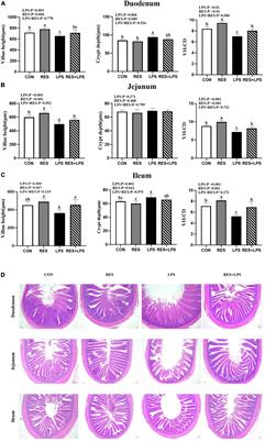 Effect of dietary resveratrol supplementation on growth performance, antioxidant capacity, intestinal immunity and gut microbiota in yellow-feathered broilers challenged with lipopolysaccharide